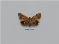 藏品(夜蛾366)的圖片